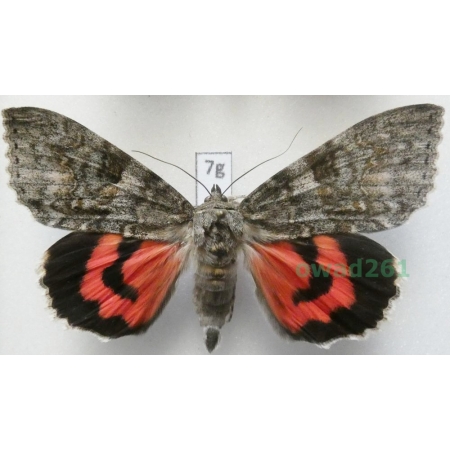 Catocala nupta (Linnaeus, 1767) Czech 72mm7g